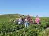 Vendanges 2010