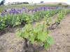 La nature tr�s en avance !!!!