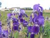La nature tr�s en avance !!!!
