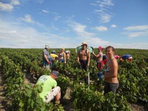 Vendanges 2014 Vendanges 2014