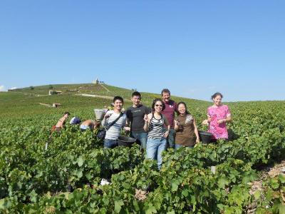 Vendanges 2010