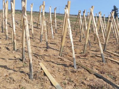 Notre Vigne en Viognier Notre Vigne en Viognier