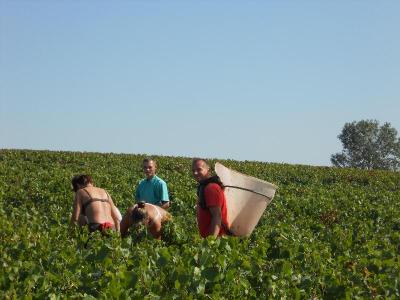 Vendanges