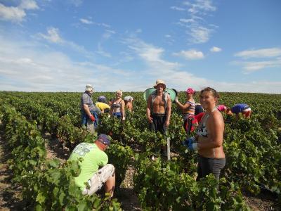 Vendanges 2014 Vendanges 2014