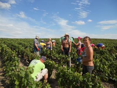 Vendanges 2014