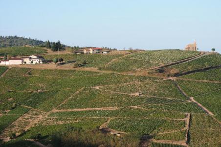 Les Nouvelles Vignes