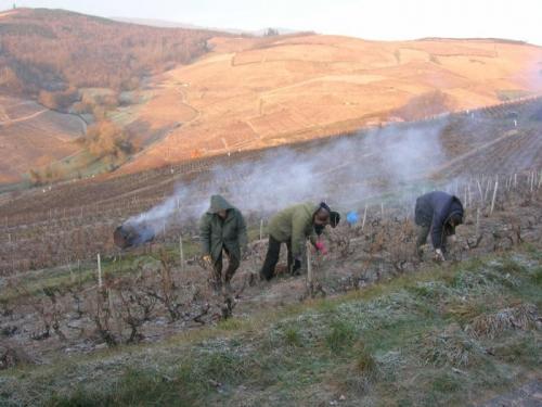 Winter pruning