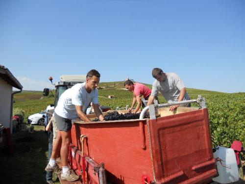 2010 harvest