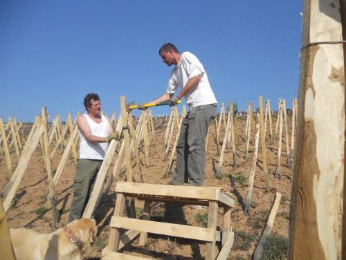  Notre Vigne en  Viognier