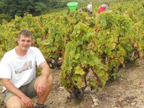 Vine harvest 1889