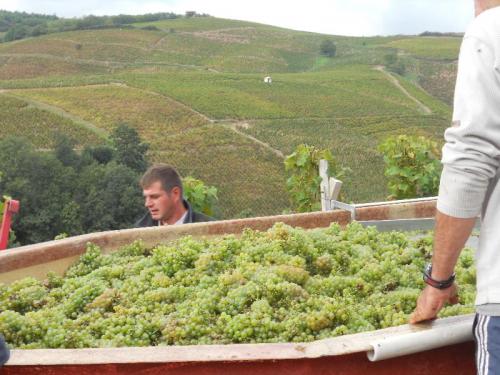 First Cuvée of Domaine White wine