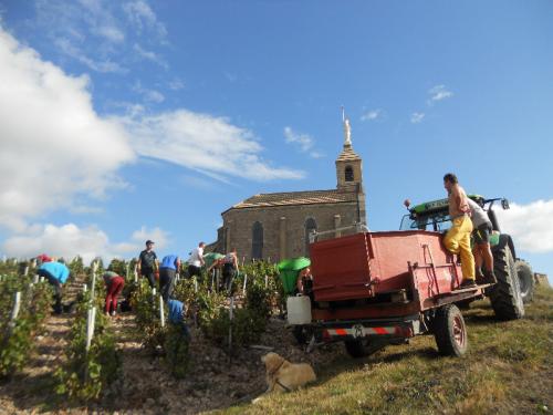 Vendanges 2014