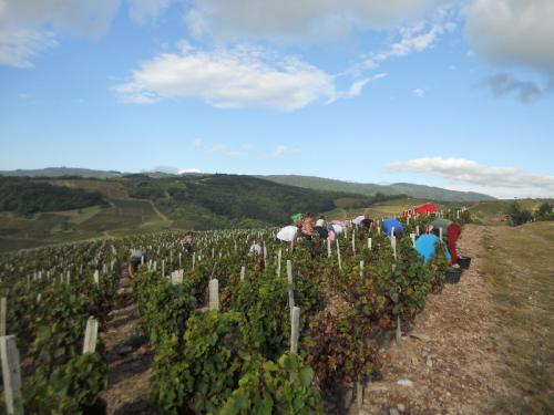 Vendanges 2014