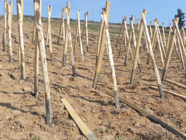  Notre Vigne en  Viognier